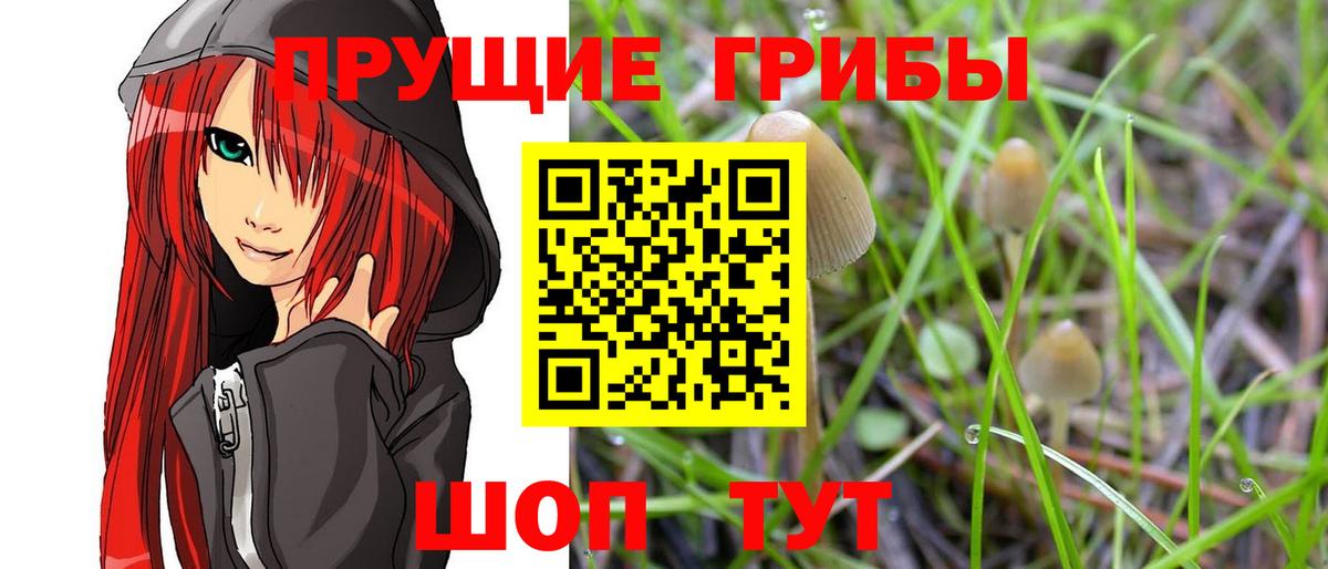Татарск  Псилоцибиновые грибы Psilocybine cubensis  Вход с VPN  Псилоцибиновые грибы прущие грибы 